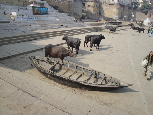 Buffaloes At The Ghats