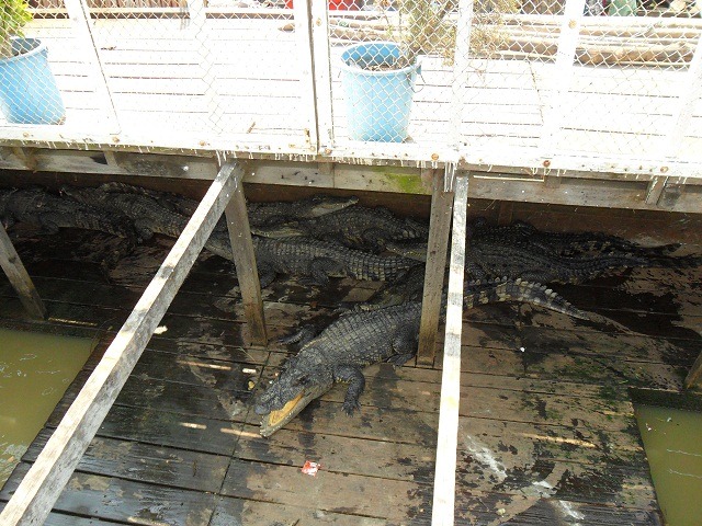 Crocodile farm