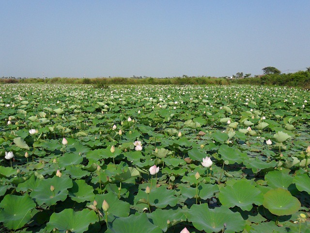 Lotus field
