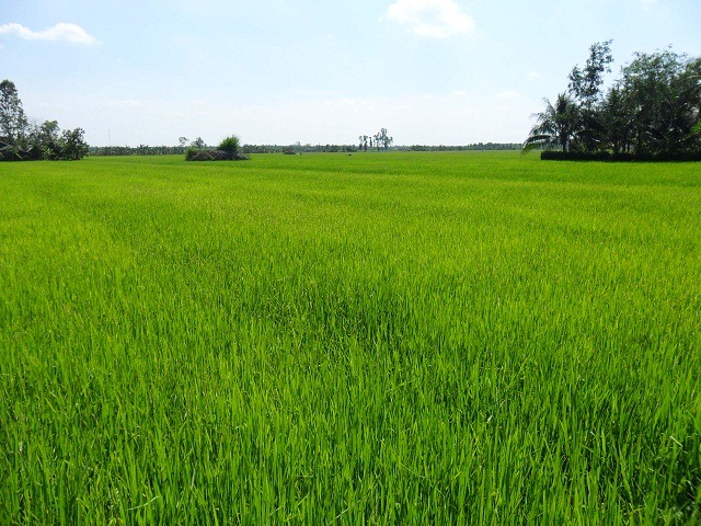 green-field