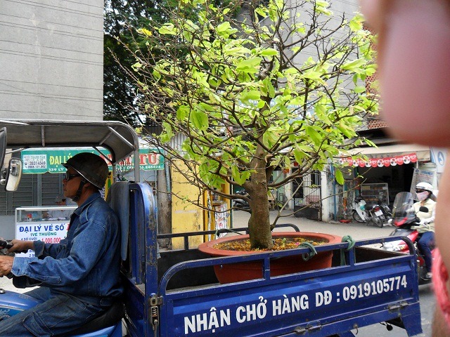 tree-in-tuk-tuk