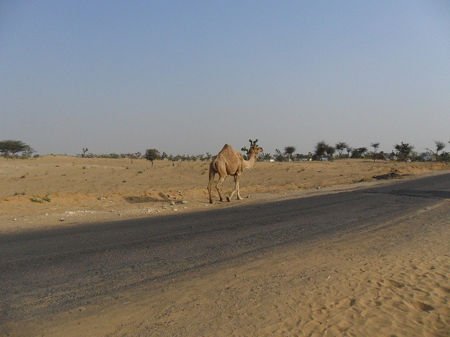 camel
