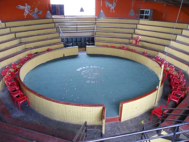 cock-fight-arena