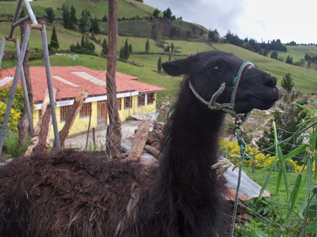 llama