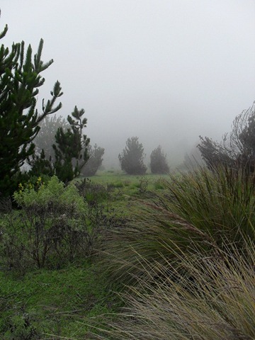 lush-green-valleys-to-wet-marshland