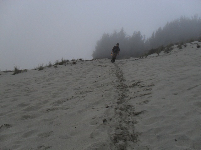 pine-forest-to-beach