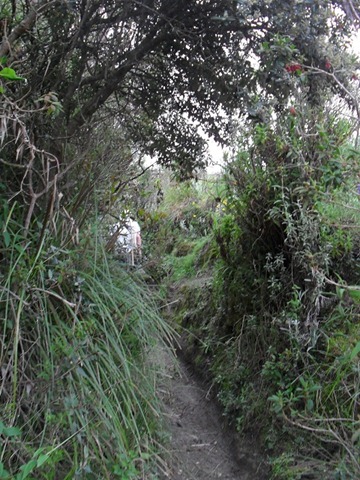 wet-marshland-to-dense-rainforest