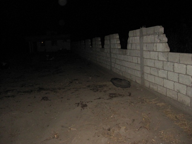 peacefully-sleeping-pig