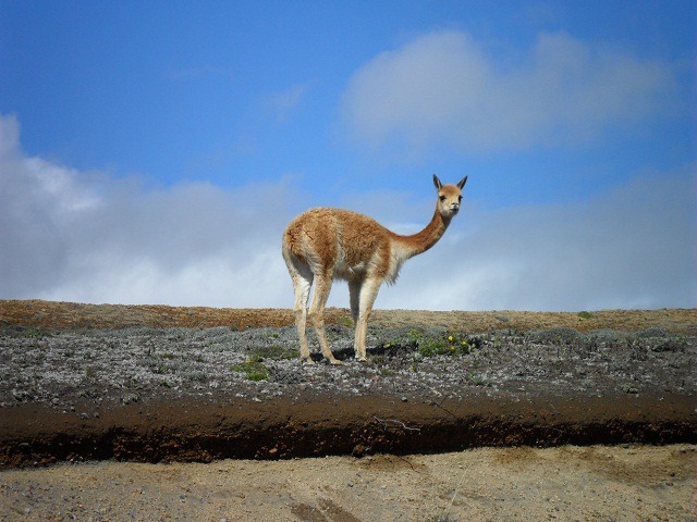 vicuna