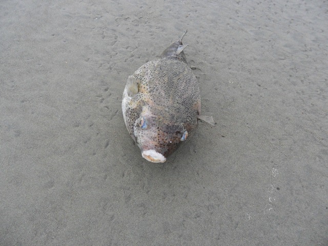 puffed-up-dead-fish