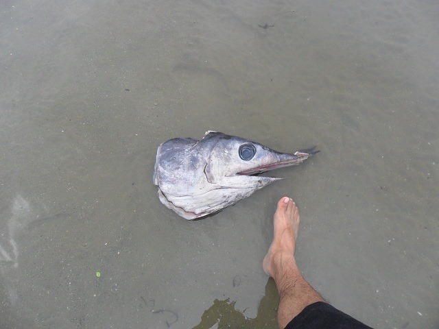 huge-fish-head