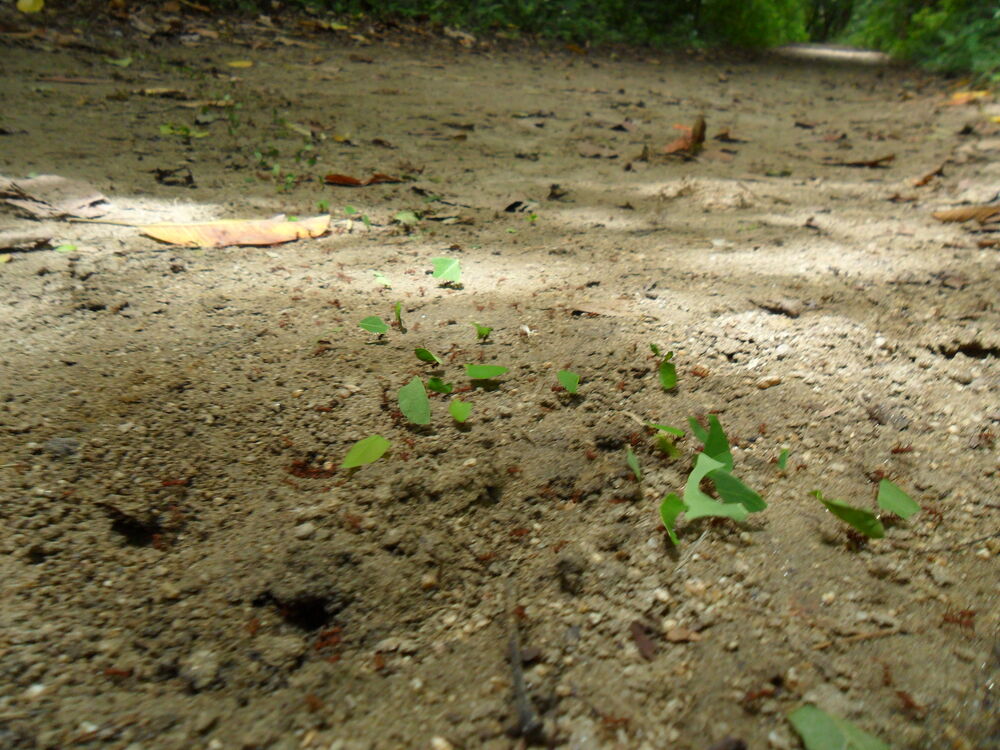 ants-with-leaves